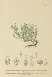 Swiss bedstraw (Swiss Galium, Galium rupicolum, Galium megalospermum)