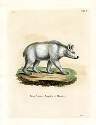 Syrisk brunbjörn (färgad gravyr)