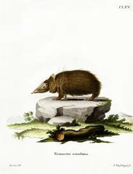 Svanslös tanrek