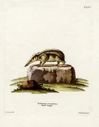 Svanslös tanrek