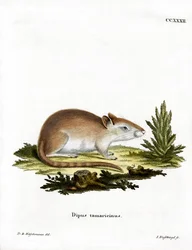Tamarisk Jird (färgad gravyr)