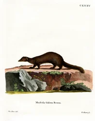 Tayra (färgad gravyr)