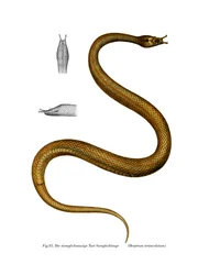 Tentakelorm (litho i färg)