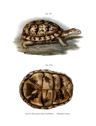 Terrapin (färg litho)