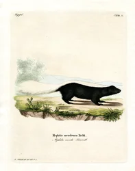Texan Skunk (färgad gravyr)