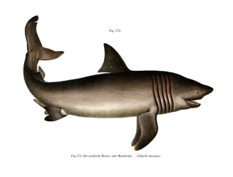 Basking Shark (färg litho)