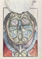 Hjärnan, från Ophthalmodouleia av Georg Bartisch (1535-1636) publicerad i Dresden 1583 (färgat träblock)