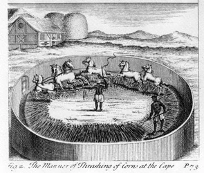 The Way of Thrashing of Corn at the Cape, illustration från 