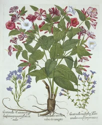 The Marvel of Peru and Two Varieties of Gentian, från Hortus Eystettensis, av Basil Besler (1561-1629), pub. 1613 (handfärgad gravyr)