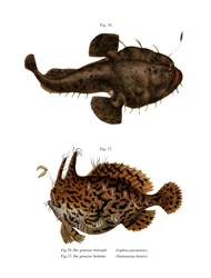 Marulk (färg litho)
