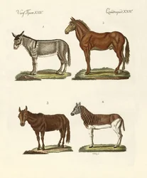 Åsnan och dess sorter