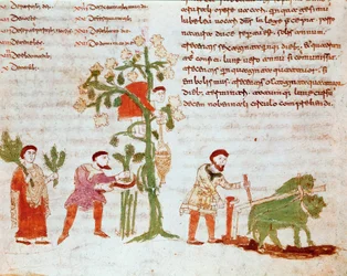 De fyra årstiderna: scen för att plöja och plocka druvor (skörd). Miniatyr från manuskriptet "" De Universo"" (eller De rerum naturis (Om sakernas natur) (kod 132) av Rabanus Maurus Magnentius (eller Raban Maur eller Rabano Mauro) (ca 780-856). 900-talet