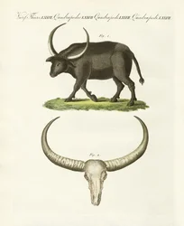 Jättebuffeln (färgad gravyr)