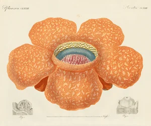 Den största av alla kända blommor (färgad gravyr)