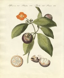Mangostanträdet (färgad gravyr)