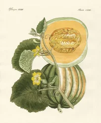 Melonen (färgad gravyr)