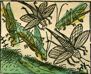 Plågan av gräshoppor, publicerad i Nürnbergkrönikan, 1493