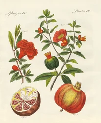 Granatäpplet