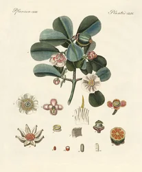 Den rosa färgade clusia (färgad gravyr)
