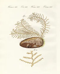 Den sertulariska hydroiden (färgad gravyr)
