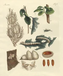 Silkesmasken