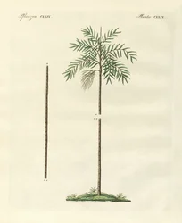 Den smala handflatan av New Ireland (färgad gravyr)