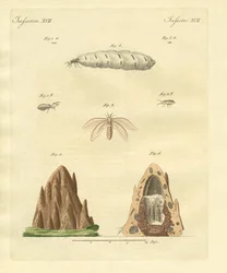 Termiterna