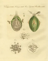 Vetets ustilaginomycotina (färgad gravyr)