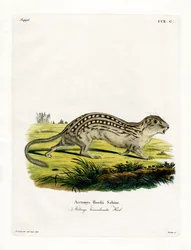 Trettonfodrad Ground Squirrel (färgad gravyr)
