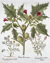 Thorn Apple, Germander och Purple Toadlin, från Hortus Eystettensis, av Basil Besler (1561-1629), pub. 1613 (handfärgad gravyr)