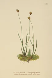 Treskrov Rush (Juncus triglumis)