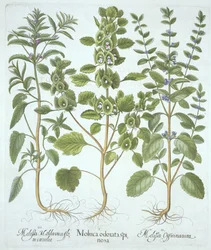 Tre typer av balsam, från Hortus Eystettensis, av Basil Besler (1561-1629), pub. 1613 (handfärgad gravyr)