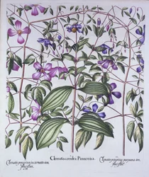 Tre typer av klematis, från Hortus Eystettensis, av Basil Besler (1561-1629), pub. 1613 (handfärgad gravyr)