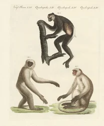 Tre sorters apor (färgad gravyr)