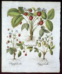 Tre sorters jordgubbar, tallrik 116, från Hortus Eystettensis av Basil Besler (1561-1629) pub 1613 (handfärgad gravyr)
