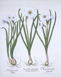 Tre vita narcisser, från Hortus Eystettensis, av Basil Besler (1561-1629) pub. 1613 (handfärgad gravyr)