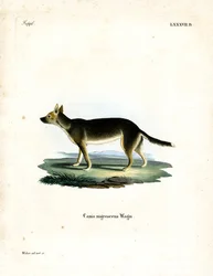 Tibetansk hund (färgad gravyr)