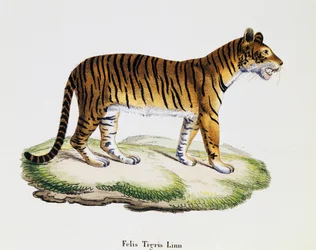 Tiger (Felis tigris), från Däggdjur illustrerade från naturen med beskrivningar, av Johann Christian Daniel von Schreber (1739-1810), gravyr av IC Bock efter teckning av A Fleischmann, volym 3, tabell 98 A, Tyskland