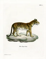 Tiger (färgad gravyr)