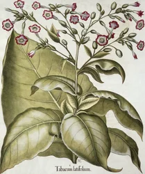 Tobaksplanta, från Hortus Eystettensis av Basil Besler (1561-1629), pub. 1613 (handfärgad gravyr)