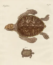 Sköldpaddor (färgad gravyr)