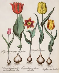Tulpaner: 1. Tulpangula med röda fläckar; 2. Tulpanfärg 3. En gul tulpan med en röd stråle nära kalken; 4. Tulpan på ena halvan med gröna signaturer och på den andra med röda; 5.Tulpan lila rosa persikor