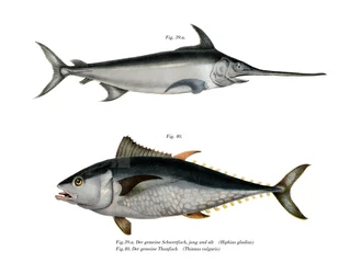 Tonfisk (färg litho)