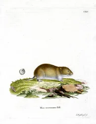 Tundra Sork (färgad gravyr)