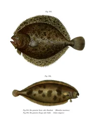 Piggvar (färg litho)