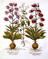 Turks Cap Lily och Enchanters Nightshade, från Hortus Eystettensis, av Basil Besler (1561-1629), pub. 1613 (handfärgad gravyr)