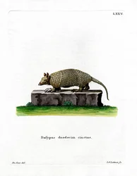 Tolvbandad bältdjur (färgad gravyr)