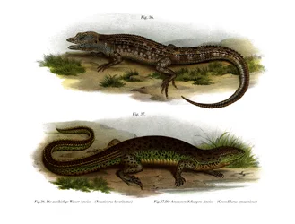 Tvåsidig Neusticurus (färg litho)