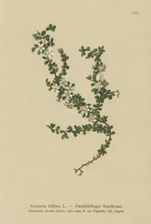 Tvåblommig sandört (Arenaria biflora)
