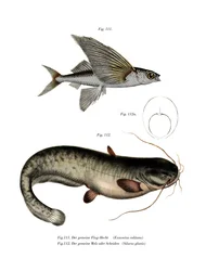 Tvåvingad flygfisk (lito i färg)